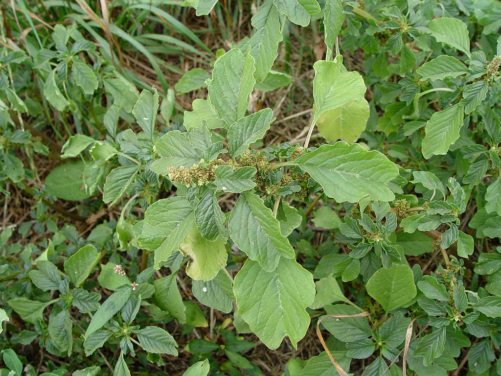 Amaranthus