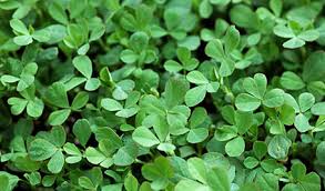 Fenugreek