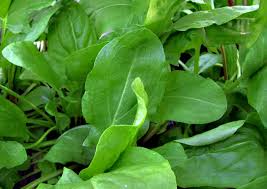 GardenSorrel