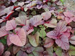 red_amaranthus